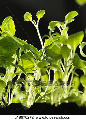 Healthy seedlings growing in tray View Large Photo Image Stock Image - Healthy seedlings growing in tray. Fotosearch
