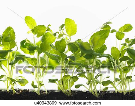 Healthy seedlings growing in tray View Large Photo Image Stock Photo - Healthy seedlings growing in tray. Fotosearch