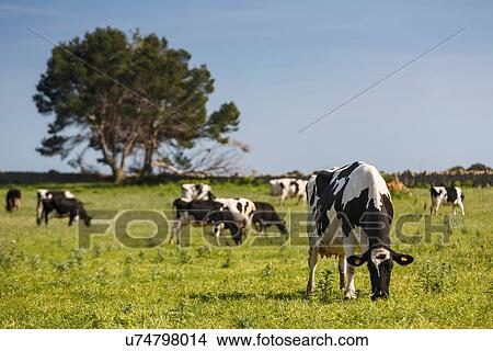 Herd of friesian cows grazing in field View Large Photo Image Picture - Herd of friesian cows grazing in field. Fotosearch
