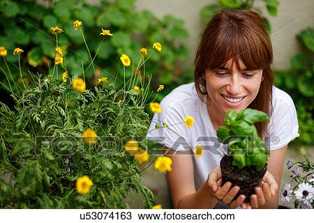 High angle view of mid adult woman holding basil plant in cupped hands View Large Photo Image Stock Image - High angle view of mid adult woman holding basil plant in cupped hands. Fotosearch