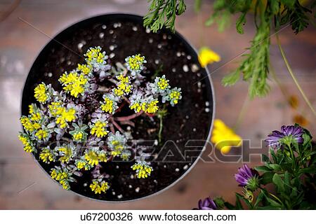 High angle view of pot plant with small yellow leaves View Large Photo Image Stock Photograph - High angle view of pot plant with small yellow leaves. Fotosearch