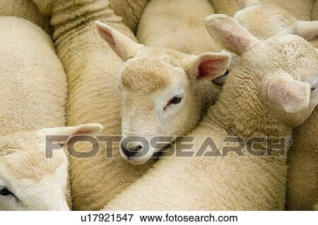 Huddle of juvenile sheep View Large Photo Image Stock Photo - Huddle of juvenile sheep. Fotosearch