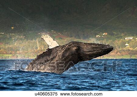 Humpback whale jumping out of water, Kauai island, Hawaii islands, USA View Large Photo Image Stock Photography - Humpback whale jumping out of water, Kauai island, Hawaii islands, USA. Fotosearch