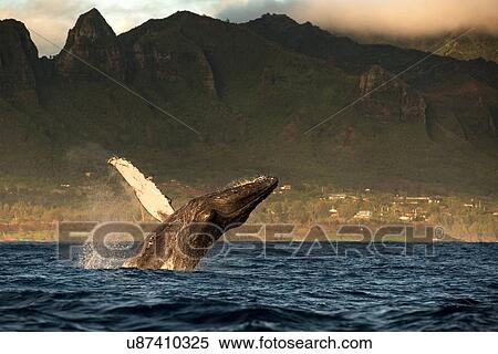 Stock Photography - Humpback whale jumping out of water, Kauai island, Hawaii islands, USA. Fotosearch