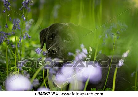 Labrador retriever sitting in bluebell forest View Large Photo Image Picture - Labrador retriever sitting in bluebell forest. Fotosearch