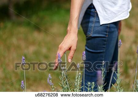Low section of woman touching lavender plant, cropped View Large Photo Image Stock Photo - Low section of woman touching lavender plant, cropped. Fotosearch