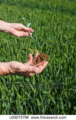 Stock Photo - Male farmers hands examining green wheat plant and roots in field. Fotosearch