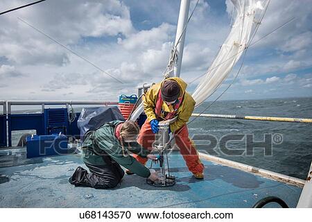 Stock Image - Marine biologist taking plankton samples from net on research ship. Fotosearch