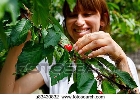 Mid adult woman picking cherry from cherry tree, smiling View Large Photo Image Stock Image - Mid adult woman picking cherry from cherry tree, smiling. Fotosearch