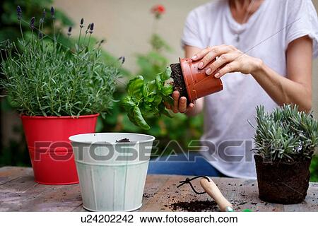 Mid section of mid adult woman potting plants View Large Photo Image Stock Image - Mid section of mid adult woman potting plants. Fotosearch