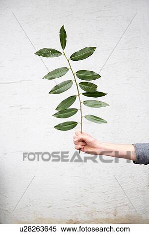 Person holding leafed twig View Large Photo Image Stock Photography - Person holding leafed twig. Fotosearch