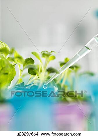 Picture - Pipetting experimental chemical into laboratory seedling tray. Fotosearch