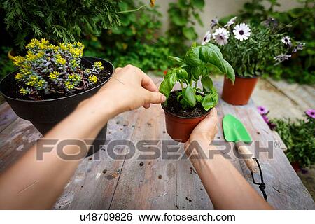 Stock Photograph - Point of view shot of hands holding basil plant. Fotosearch