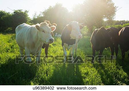 Stock Image - Portrait of a small group of cows in sunlit grassy field. Fotosearch