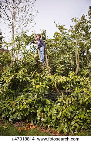 Portrait of boy climbing tree in garden View Large Photo Image Picture - Portrait of boy climbing tree in garden. Fotosearch