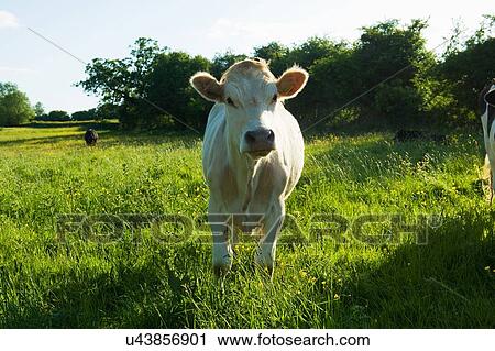 Portrait of cow staring from grassy field View Large Photo Image Stock Image - Portrait of cow staring from grassy field. Fotosearch