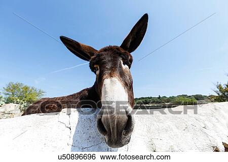 Portrait of curious donkey, Menorca, Spain View Large Photo Image Stock Photograph - Portrait of curious donkey, Menorca, Spain. Fotosearch