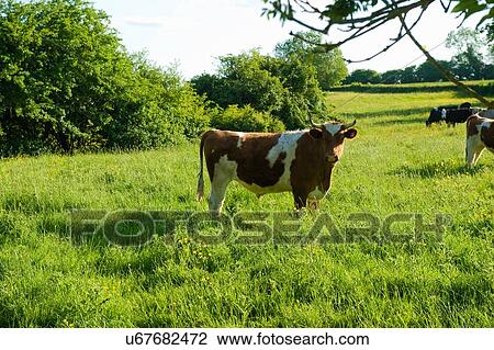 Stock Image - Portrait of horned cow in grassy field. Fotosearch