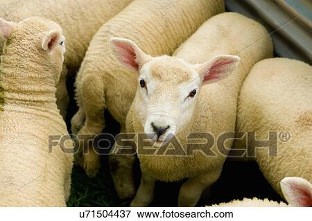 Stock Photo - Portrait of juvenile sheep huddled with others. Fotosearch