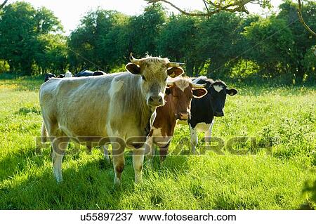 Portrait of three cows in grassy field View Large Photo Image Stock Photo - Portrait of three cows in grassy field. Fotosearch