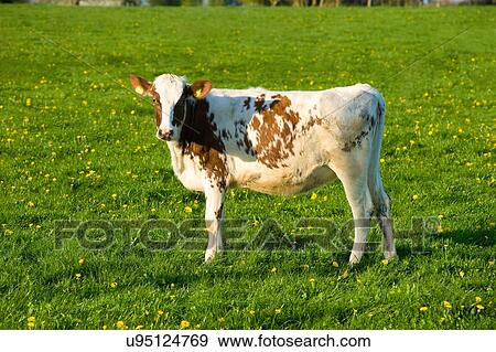 Portrait of white and brown cow in spring field View Large Photo Image Stock Photo - Portrait of white and brown cow in spring field. Fotosearch