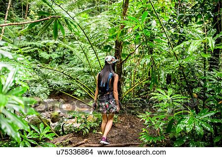 Picture - Rear view of young female tourist strolling in jungle, Manoa Falls, Oahu, Hawaii, USA. Fotosearch