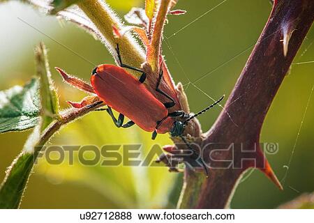 Stock Photo - Scarlet Lily Beetle (Lilioceris Lilii) on plant, close-up. Fotosearch