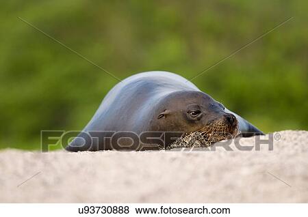 Sealion, resting, Galapagos islands, Equador View Large Photo Image Stock Photo - Sealion, resting, Galapagos islands, Equador. Fotosearch
