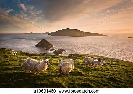 Sheep grazing on hillside, Blasket islands, County Kerry, Ireland View Large Photo Image Stock Image - Sheep grazing on hillside, Blasket islands, County Kerry, Ireland. Fotosearch