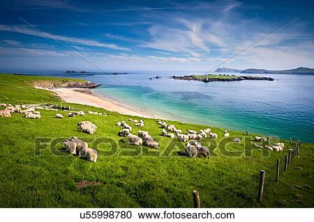 Stock Image - Sheep grazing on hillside, Blasket islands, County Kerry, Ireland. Fotosearch