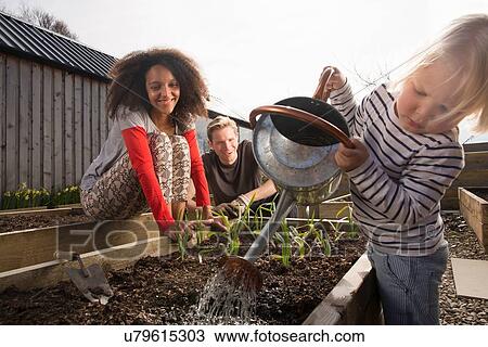 Son watering plants, parents watching View Large Photo Image Stock Image - Son watering plants, parents watching. Fotosearch