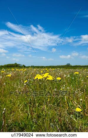Spring field with long grass and dandelions View Large Photo Image Picture - Spring field with long grass and dandelions. Fotosearch