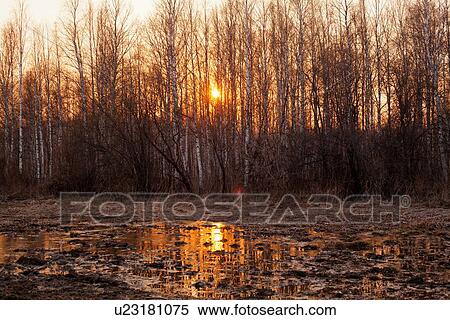 Sun shining through trees at sunset, Sarsy village, Sverdlovsk region, Russia View Large Photo Image Stock Photography - Sun shining through trees at sunset, Sarsy village, Sverdlovsk region, Russia. Fotosearch