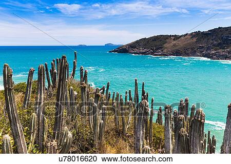 View of cacti and coast at Boca da Barra, Buzios, Rio de Janeiro, Brazil View Large Photo Image Stock Image - View of cacti and coast at Boca da Barra, Buzios, Rio de Janeiro, Brazil. Fotosearch