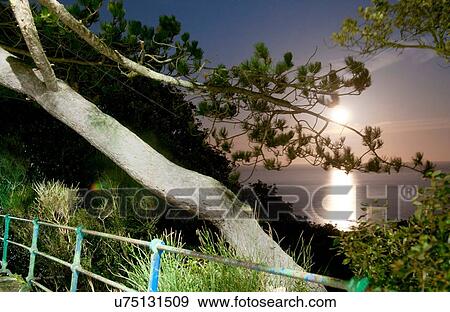 Stock Photo - View of sea through trees, Eastbourne, East Sussex, UK. Fotosearch