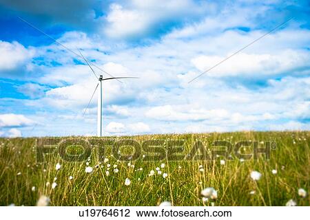 View of wind turbine in field of cotton grass, UK View Large Photo Image Stock Image - View of wind turbine in field of cotton grass, UK. Fotosearch