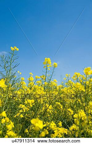 Picture - Yellow oil seed rape plants and blue sky. Fotosearch
