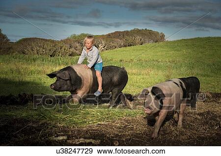 Young boy riding large pig on hillside View Large Photo Image Stock Photo - Young boy riding large pig on hillside. Fotosearch