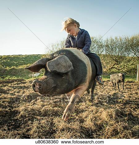 Young boy riding large pig View Large Photo Image Stock Image - Young boy riding large pig. Fotosearch