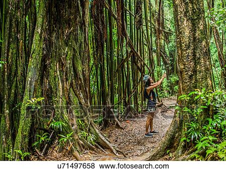 Stock Photo - Young female tourist photographing on smartphone in jungle, Manoa Falls, Oahu, Hawaii, USA. Fotosearch