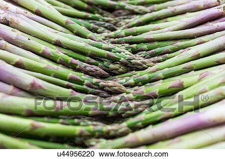 Asparagus, full frame, close-up View Large Photo Image Stock Image - Asparagus, full frame, close-up. Fotosearch