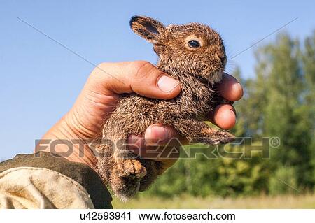 Stock Image - Close up of male hand holding up tiny juvenile rabbit. Fotosearch