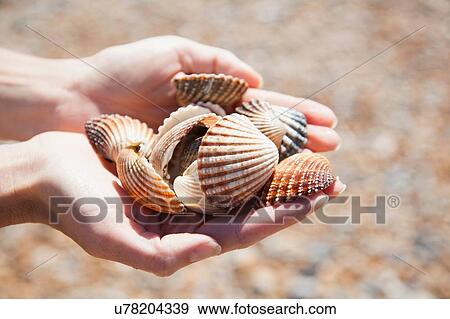 Stock Photo - Close up of womans cupped hands holding collection of seashells. Fotosearch