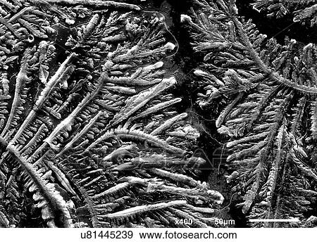 Stock Photo - Complexity of human sadness teardrop imaged in a scanning electron microscope. Fotosearch