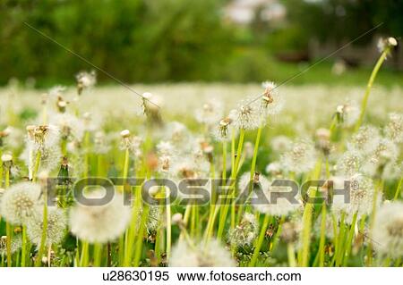 Stock Photography - Dandelions in fields, close-up. Fotosearch