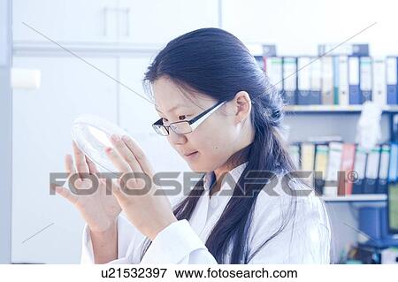 Stock Photo - Female scientist looking at petri dish specimen in laboratory. Fotosearch