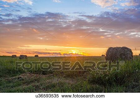 Stock Photography - Field landscape with hay bales at sunset. Fotosearch