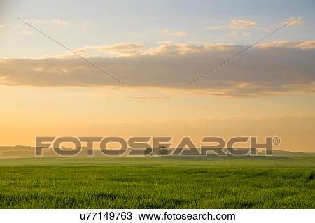 Field landscape with lush grass at sunset View Large Photo Image Stock Image - Field landscape with lush grass at sunset. Fotosearch