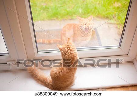 Stock Photo - Ginger tom cat looking down from windowsill at another ginger tom cat in garden. Fotosearch