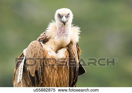 Stock Photography - Griffon Vulture (Gyps fulvus), portrait, Israel. Fotosearch